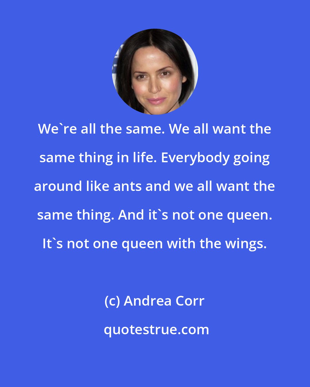 Andrea Corr: We're all the same. We all want the same thing in life. Everybody going around like ants and we all want the same thing. And it's not one queen. It's not one queen with the wings.