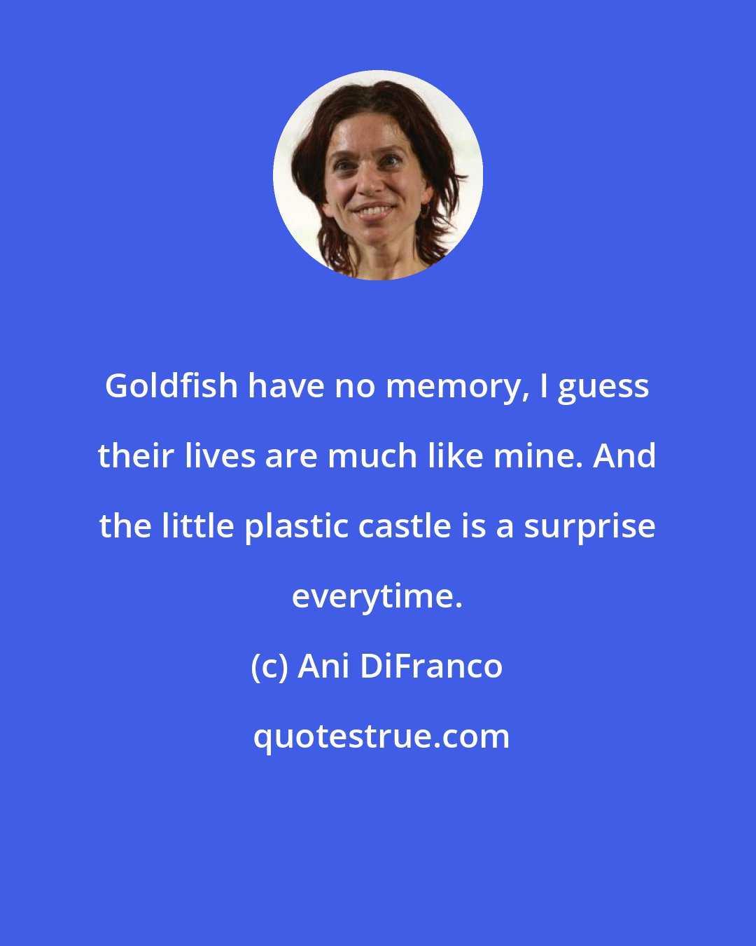 Ani DiFranco: Goldfish have no memory, I guess their lives are much like mine. And the little plastic castle is a surprise everytime.