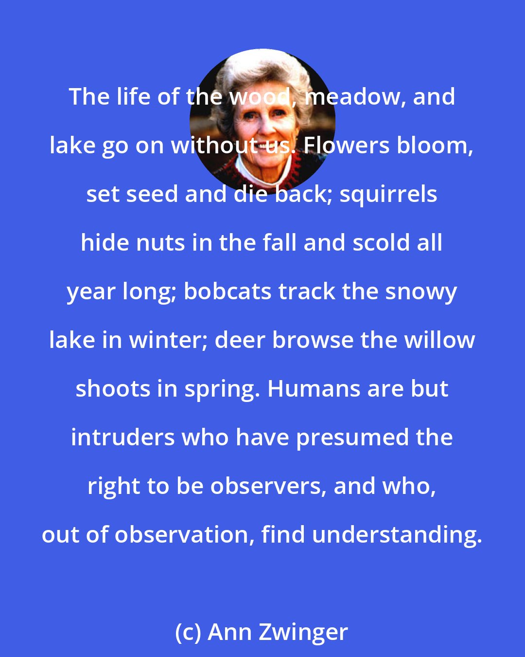 Ann Zwinger: The life of the wood, meadow, and lake go on without us. Flowers bloom, set seed and die back; squirrels hide nuts in the fall and scold all year long; bobcats track the snowy lake in winter; deer browse the willow shoots in spring. Humans are but intruders who have presumed the right to be observers, and who, out of observation, find understanding.