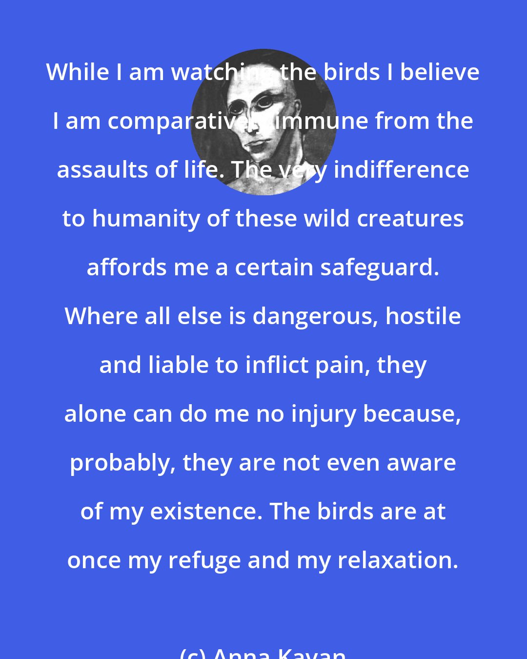 Anna Kavan: While I am watching the birds I believe I am comparatively immune from the assaults of life. The very indifference to humanity of these wild creatures affords me a certain safeguard. Where all else is dangerous, hostile and liable to inflict pain, they alone can do me no injury because, probably, they are not even aware of my existence. The birds are at once my refuge and my relaxation.