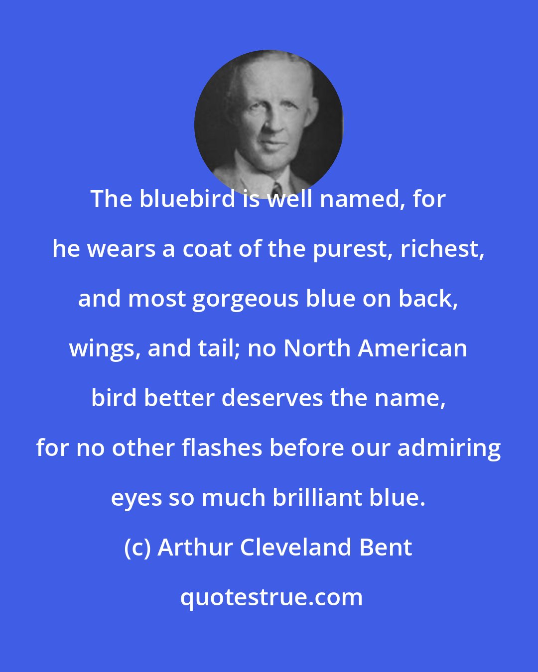 Arthur Cleveland Bent: The bluebird is well named, for he wears a coat of the purest, richest, and most gorgeous blue on back, wings, and tail; no North American bird better deserves the name, for no other flashes before our admiring eyes so much brilliant blue.