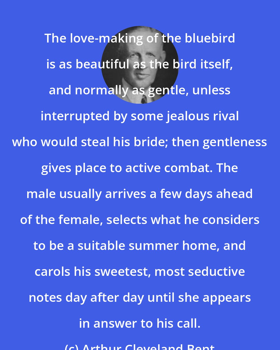 Arthur Cleveland Bent: The love-making of the bluebird is as beautiful as the bird itself, and normally as gentle, unless interrupted by some jealous rival who would steal his bride; then gentleness gives place to active combat. The male usually arrives a few days ahead of the female, selects what he considers to be a suitable summer home, and carols his sweetest, most seductive notes day after day until she appears in answer to his call.