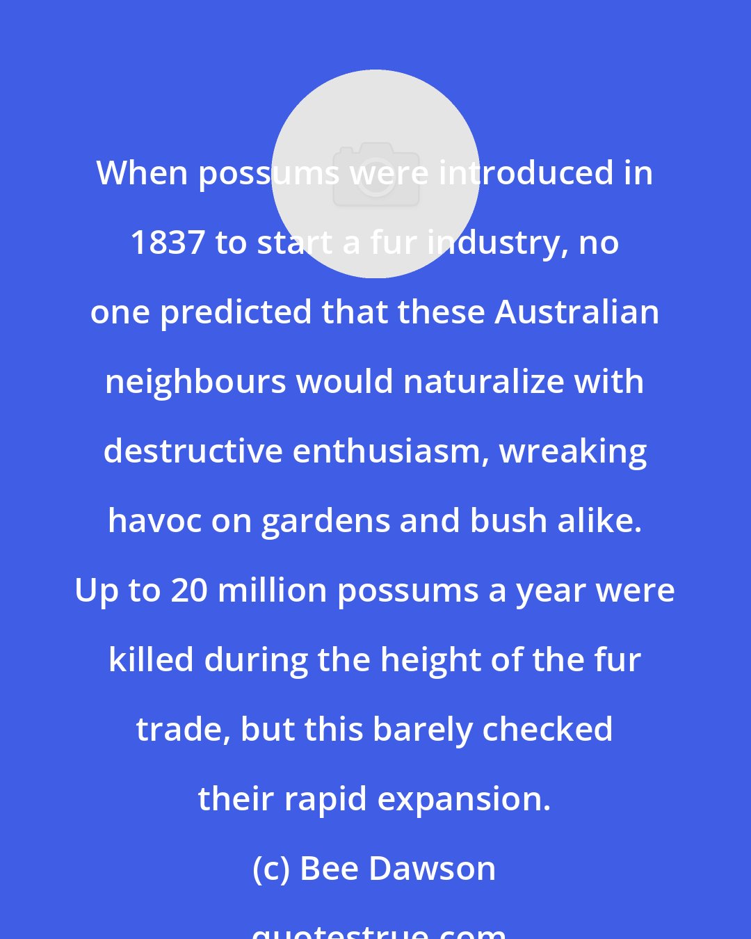 Bee Dawson: When possums were introduced in 1837 to start a fur industry, no one predicted that these Australian neighbours would naturalize with destructive enthusiasm, wreaking havoc on gardens and bush alike. Up to 20 million possums a year were killed during the height of the fur trade, but this barely checked their rapid expansion.