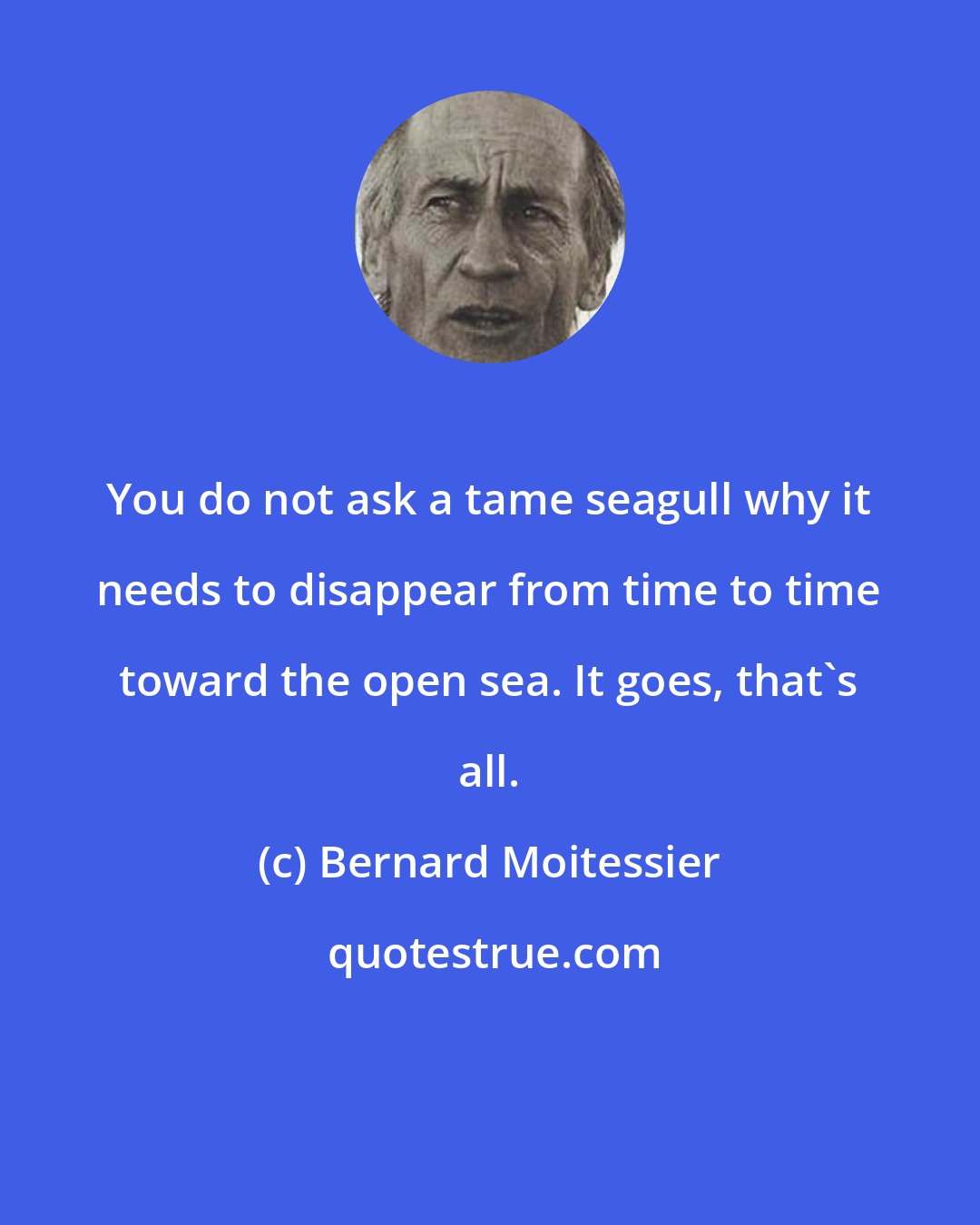 Bernard Moitessier: You do not ask a tame seagull why it needs to disappear from time to time toward the open sea. It goes, that's all.