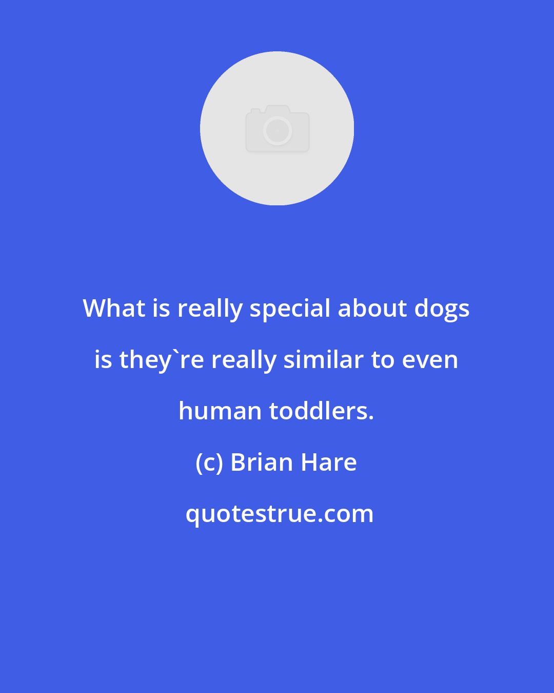 Brian Hare: What is really special about dogs is they're really similar to even human toddlers.