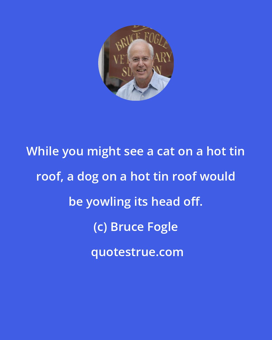 Bruce Fogle: While you might see a cat on a hot tin roof, a dog on a hot tin roof would be yowling its head off.