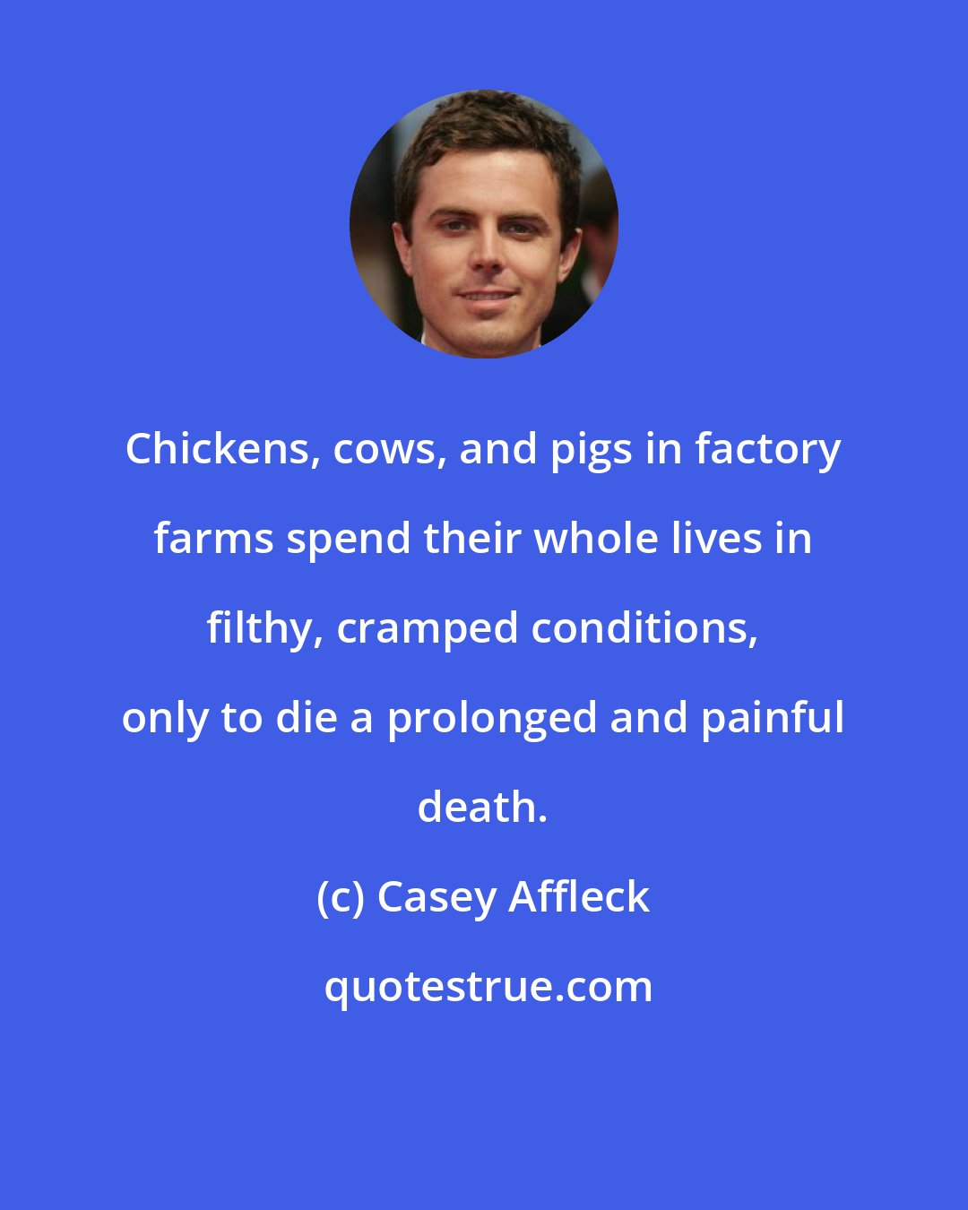 Casey Affleck: Chickens, cows, and pigs in factory farms spend their whole lives in filthy, cramped conditions, only to die a prolonged and painful death.