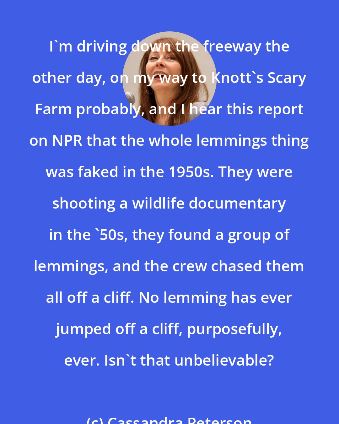 Cassandra Peterson: I'm driving down the freeway the other day, on my way to Knott's Scary Farm probably, and I hear this report on NPR that the whole lemmings thing was faked in the 1950s. They were shooting a wildlife documentary in the '50s, they found a group of lemmings, and the crew chased them all off a cliff. No lemming has ever jumped off a cliff, purposefully, ever. Isn't that unbelievable?