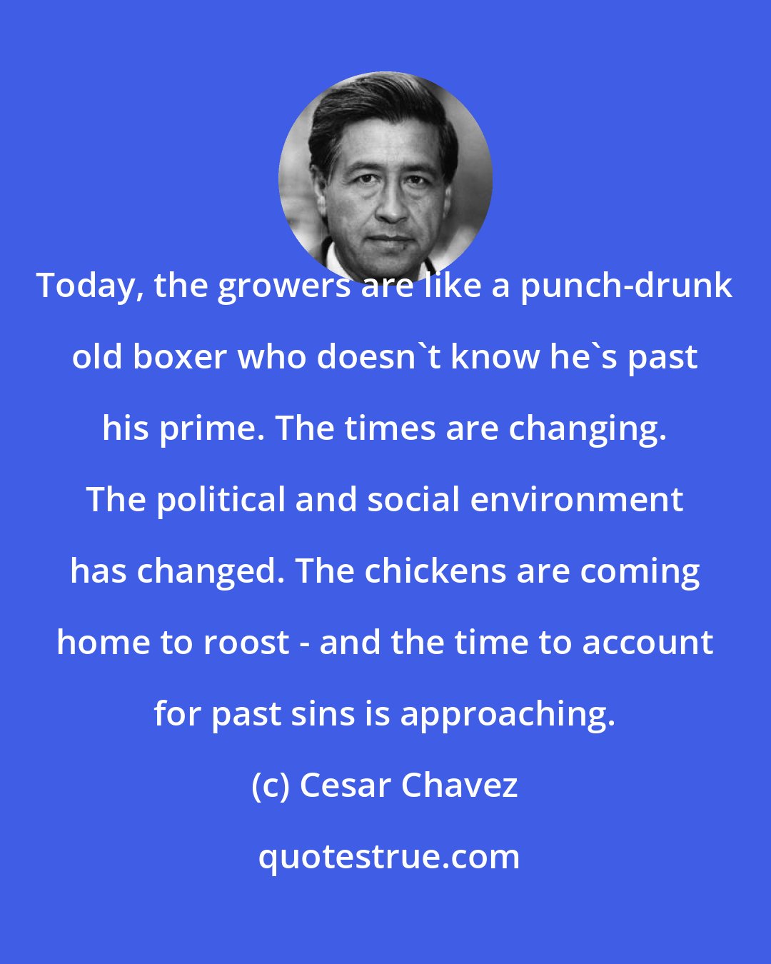 Cesar Chavez: Today, the growers are like a punch-drunk old boxer who doesn't know he's past his prime. The times are changing. The political and social environment has changed. The chickens are coming home to roost - and the time to account for past sins is approaching.