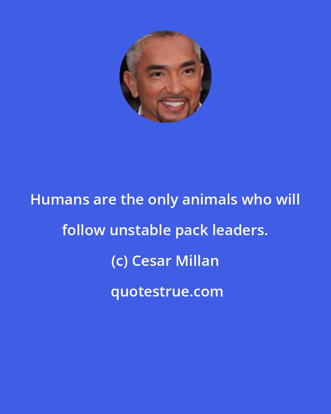 Cesar Millan: Humans are the only animals who will follow unstable pack leaders.