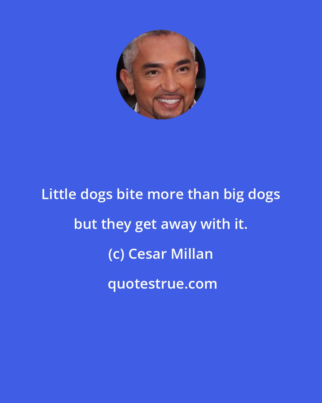 Cesar Millan: Little dogs bite more than big dogs but they get away with it.