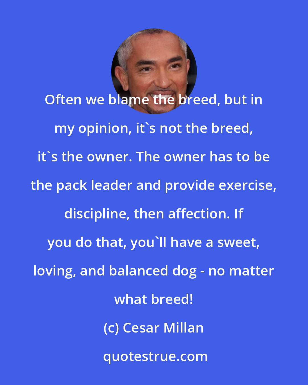 Cesar Millan: Often we blame the breed, but in my opinion, it's not the breed, it's the owner. The owner has to be the pack leader and provide exercise, discipline, then affection. If you do that, you'll have a sweet, loving, and balanced dog - no matter what breed!