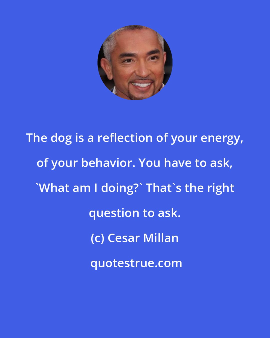Cesar Millan: The dog is a reflection of your energy, of your behavior. You have to ask, 'What am I doing?' That's the right question to ask.