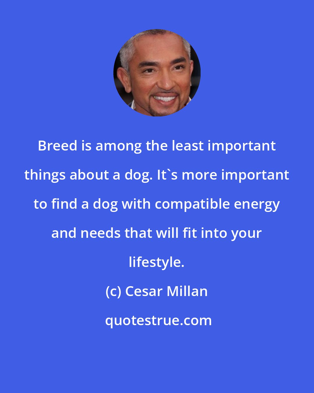 Cesar Millan: Breed is among the least important things about a dog. It's more important to find a dog with compatible energy and needs that will fit into your lifestyle.
