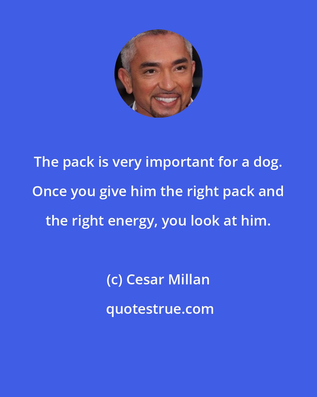 Cesar Millan: The pack is very important for a dog. Once you give him the right pack and the right energy, you look at him.