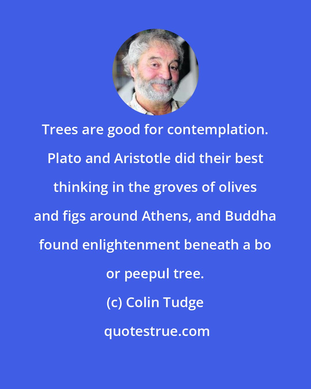 Colin Tudge: Trees are good for contemplation. Plato and Aristotle did their best thinking in the groves of olives and figs around Athens, and Buddha found enlightenment beneath a bo or peepul tree.