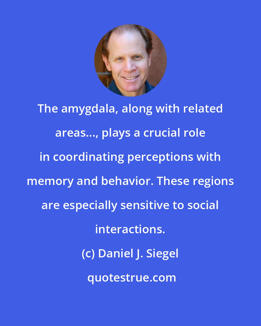 Daniel J. Siegel: The amygdala, along with related areas..., plays a crucial role in coordinating perceptions with memory and behavior. These regions are especially sensitive to social interactions.