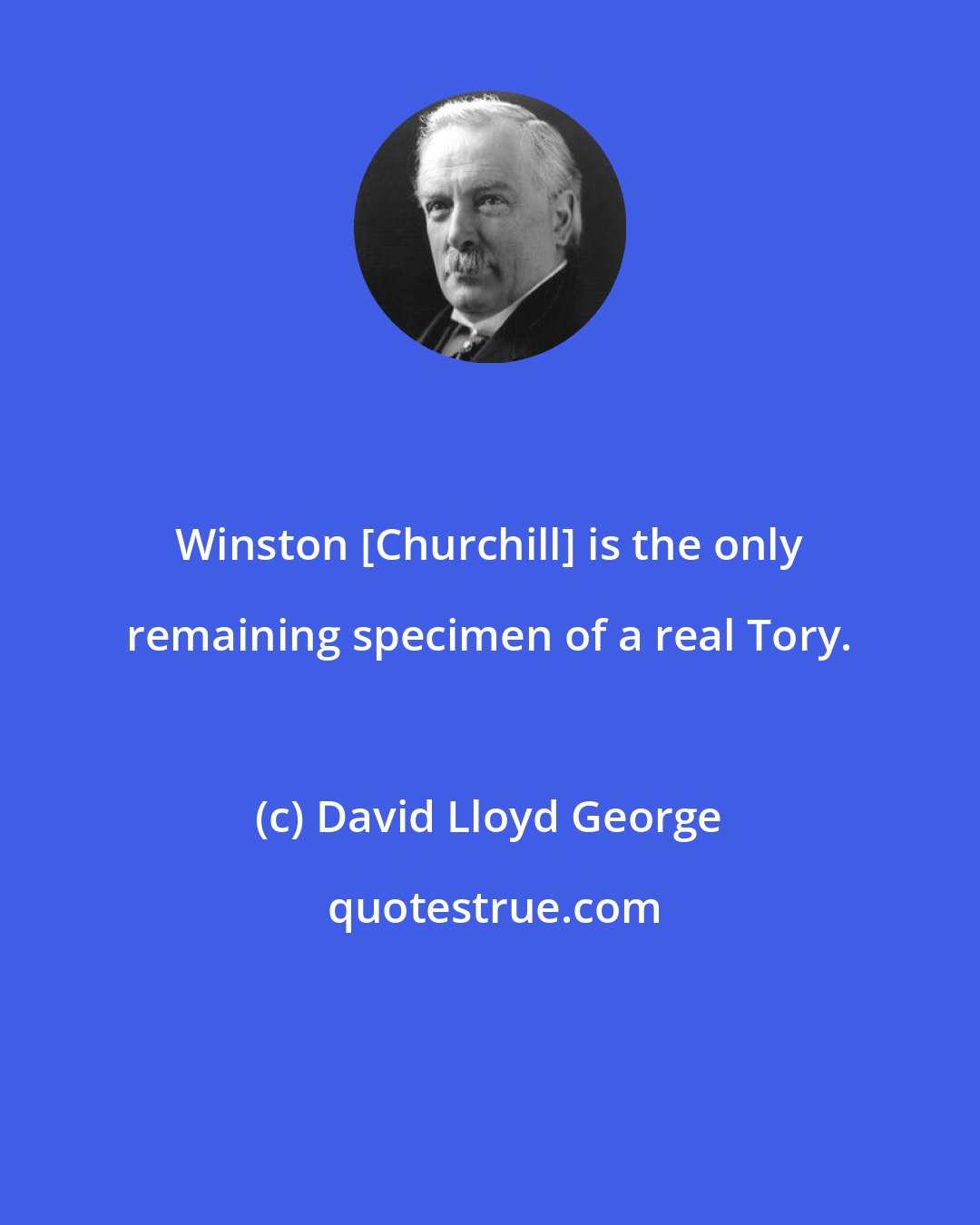 David Lloyd George: Winston [Churchill] is the only remaining specimen of a real Tory.