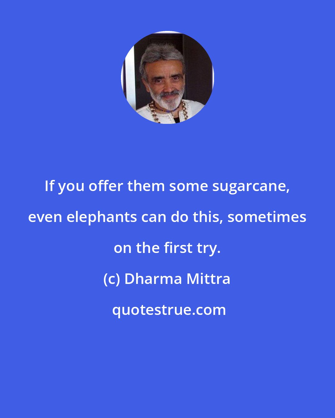 Dharma Mittra: If you offer them some sugarcane, even elephants can do this, sometimes on the first try.
