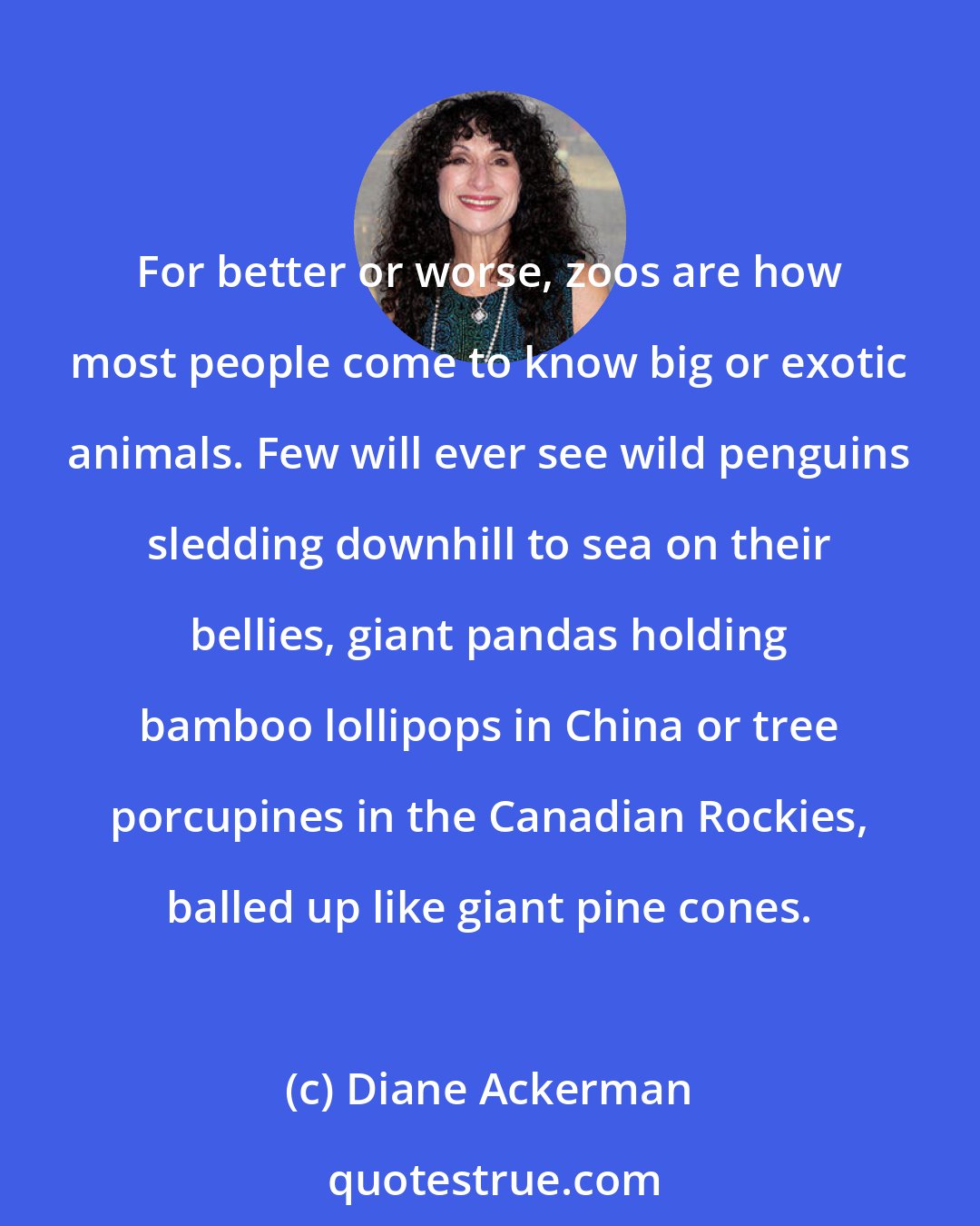 Diane Ackerman: For better or worse, zoos are how most people come to know big or exotic animals. Few will ever see wild penguins sledding downhill to sea on their bellies, giant pandas holding bamboo lollipops in China or tree porcupines in the Canadian Rockies, balled up like giant pine cones.