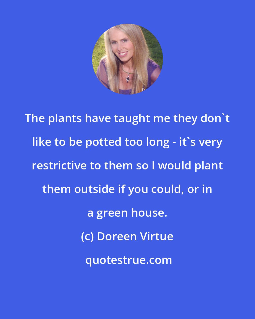 Doreen Virtue: The plants have taught me they don't like to be potted too long - it's very restrictive to them so I would plant them outside if you could, or in a green house.