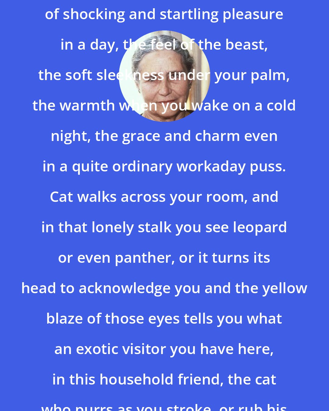 Doris Lessing: What a luxury a cat is, the moments of shocking and startling pleasure in a day, the feel of the beast, the soft sleekness under your palm, the warmth when you wake on a cold night, the grace and charm even in a quite ordinary workaday puss. Cat walks across your room, and in that lonely stalk you see leopard or even panther, or it turns its head to acknowledge you and the yellow blaze of those eyes tells you what an exotic visitor you have here, in this household friend, the cat who purrs as you stroke, or rub his chin, or scratch his head.