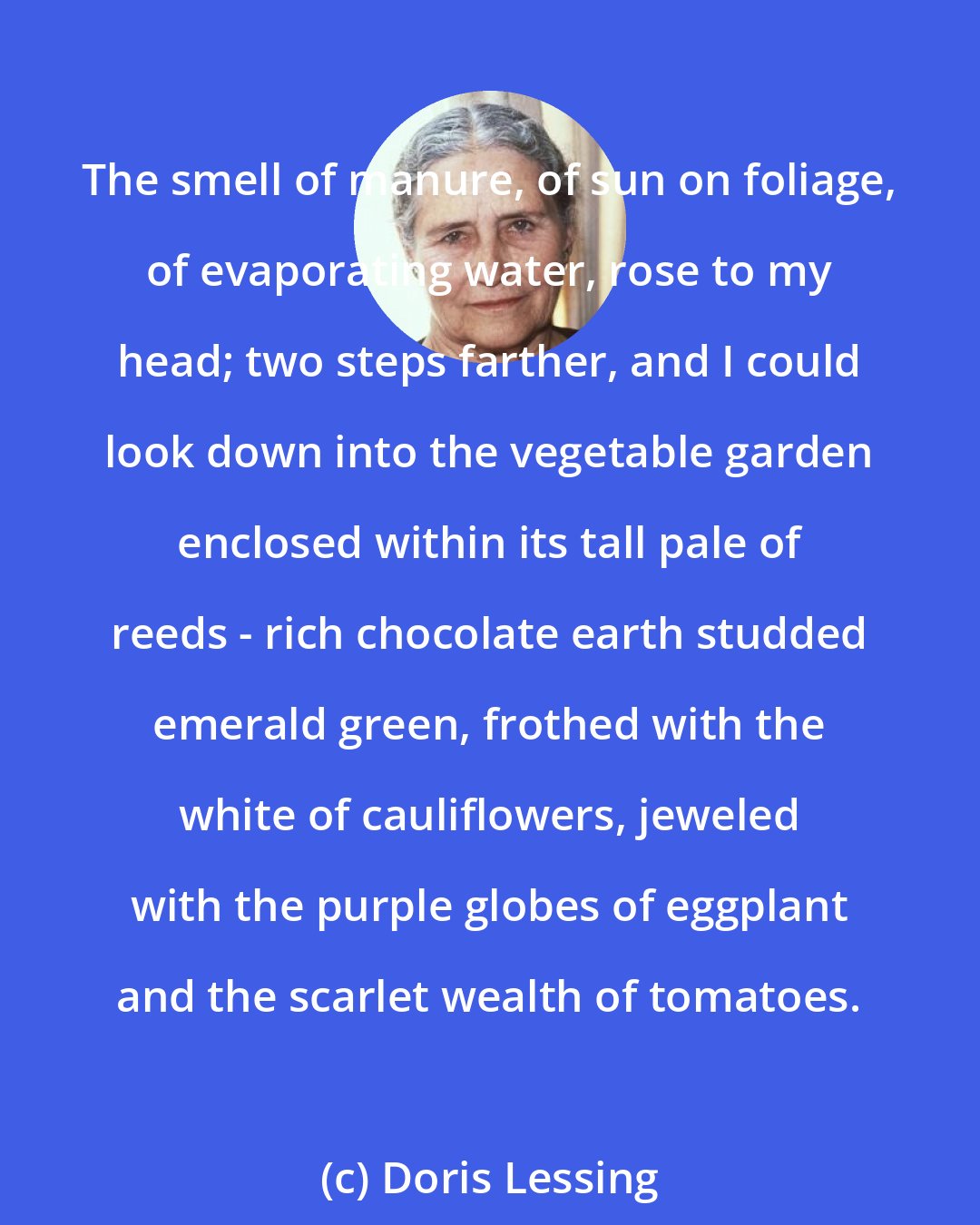 Doris Lessing: The smell of manure, of sun on foliage, of evaporating water, rose to my head; two steps farther, and I could look down into the vegetable garden enclosed within its tall pale of reeds - rich chocolate earth studded emerald green, frothed with the white of cauliflowers, jeweled with the purple globes of eggplant and the scarlet wealth of tomatoes.