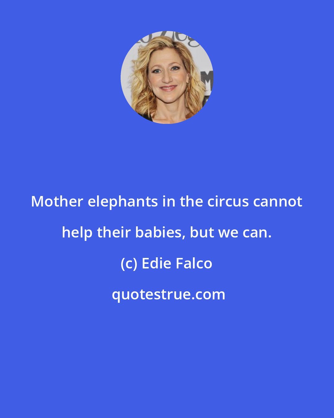 Edie Falco: Mother elephants in the circus cannot help their babies, but we can.