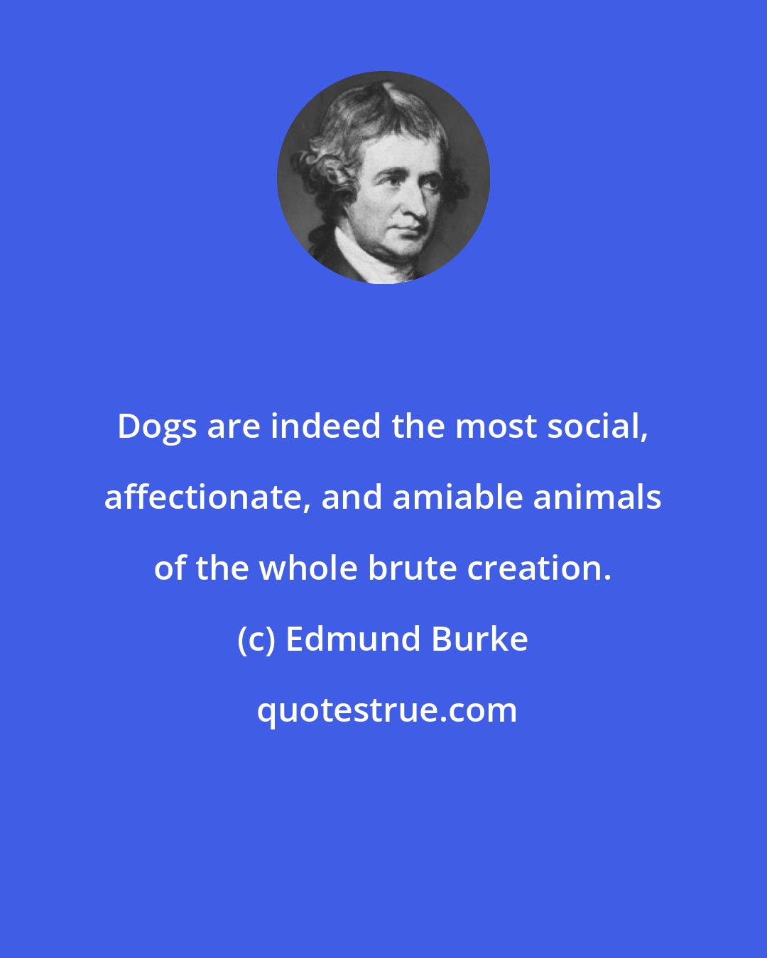 Edmund Burke: Dogs are indeed the most social, affectionate, and amiable animals of the whole brute creation.