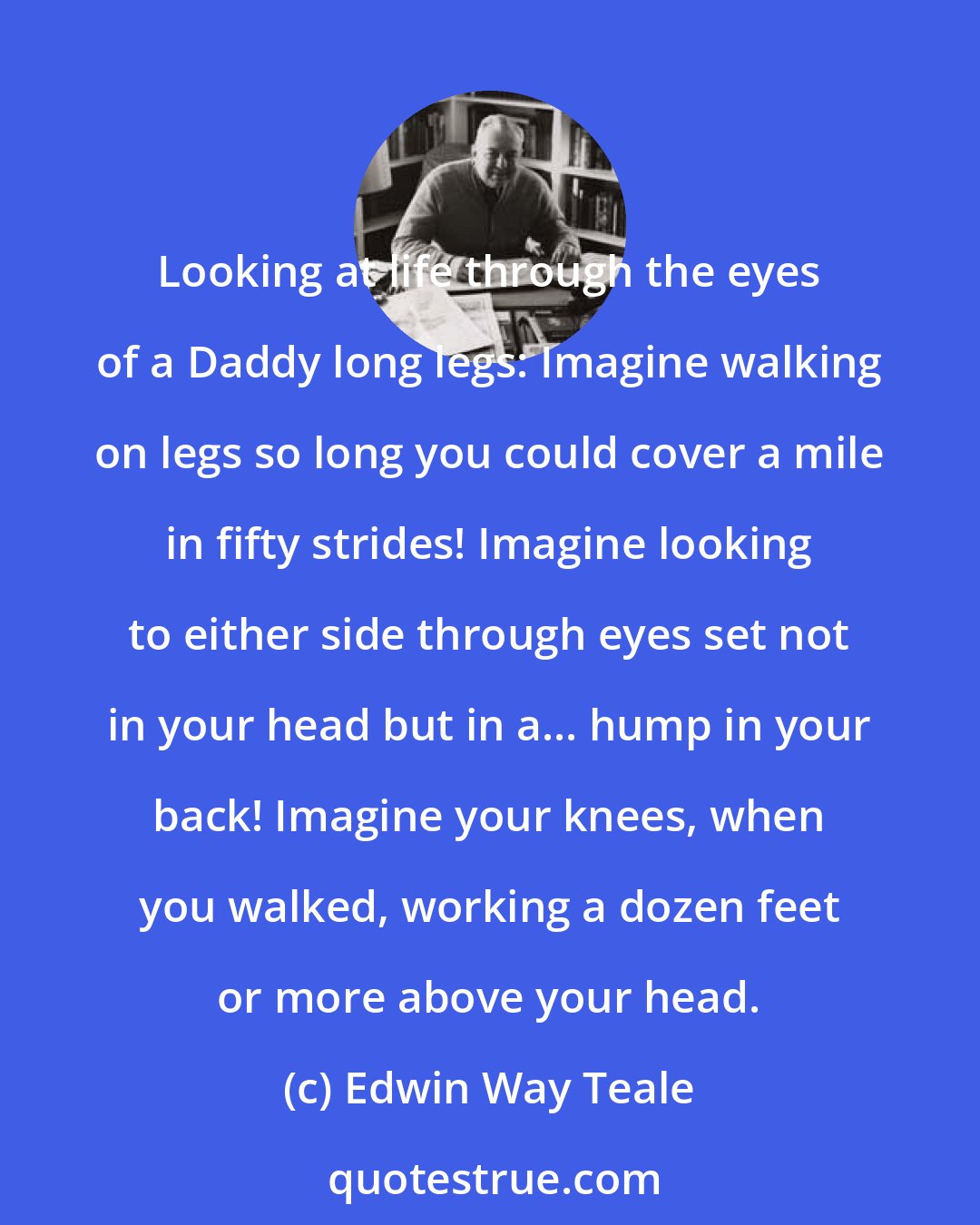 Edwin Way Teale: Looking at life through the eyes of a Daddy long legs: Imagine walking on legs so long you could cover a mile in fifty strides! Imagine looking to either side through eyes set not in your head but in a... hump in your back! Imagine your knees, when you walked, working a dozen feet or more above your head.