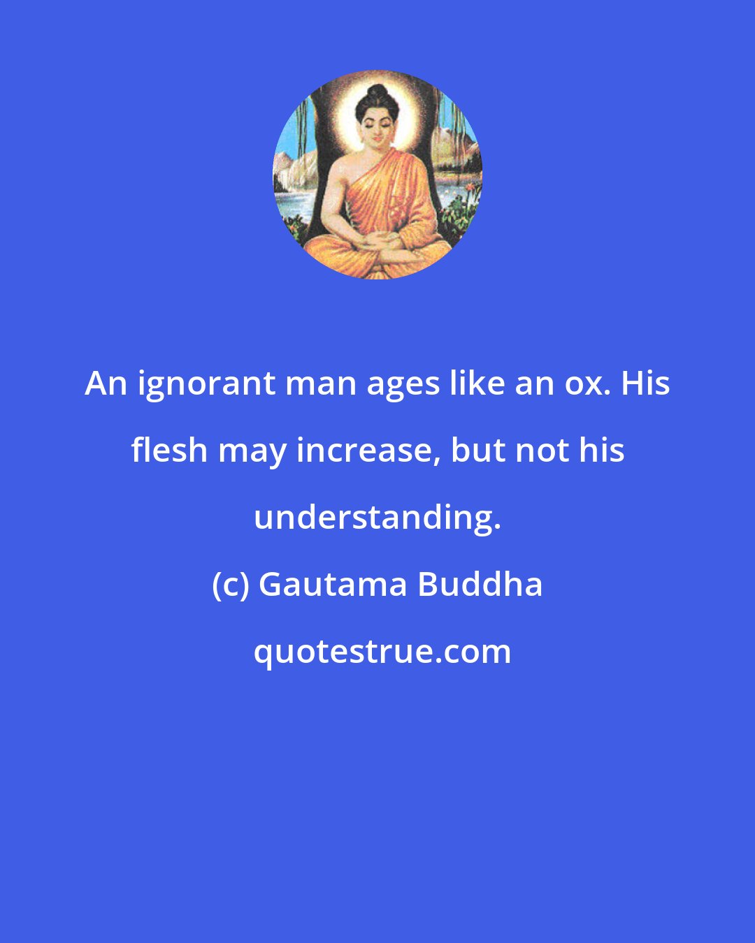 Gautama Buddha: An ignorant man ages like an ox. His flesh may increase, but not his understanding.