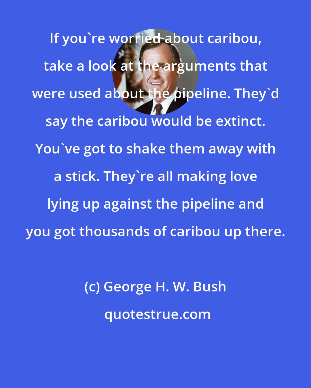 George H. W. Bush: If you're worried about caribou, take a look at the arguments that were used about the pipeline. They'd say the caribou would be extinct. You've got to shake them away with a stick. They're all making love lying up against the pipeline and you got thousands of caribou up there.