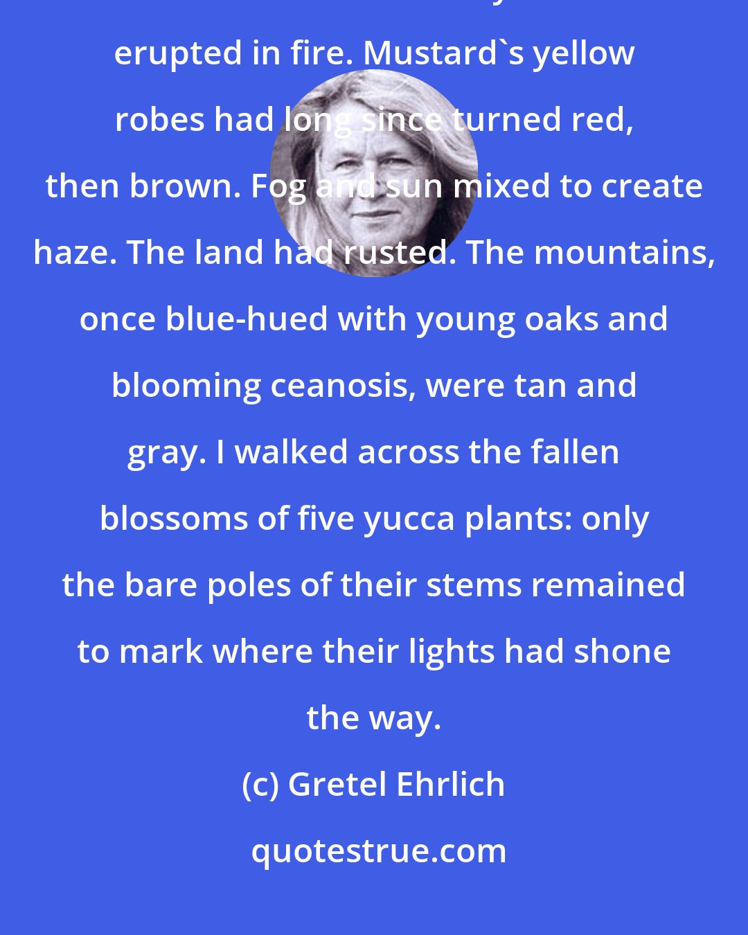 Gretel Ehrlich: June marked the end of spring on California's central coast and the beginning of five months of dormancy that often erupted in fire. Mustard's yellow robes had long since turned red, then brown. Fog and sun mixed to create haze. The land had rusted. The mountains, once blue-hued with young oaks and blooming ceanosis, were tan and gray. I walked across the fallen blossoms of five yucca plants: only the bare poles of their stems remained to mark where their lights had shone the way.