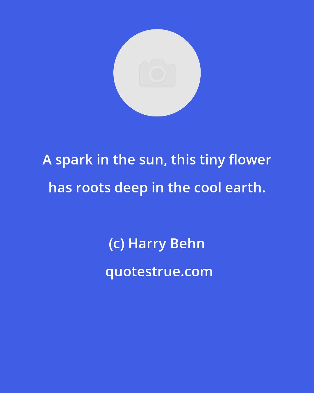 Harry Behn: A spark in the sun, this tiny flower has roots deep in the cool earth.