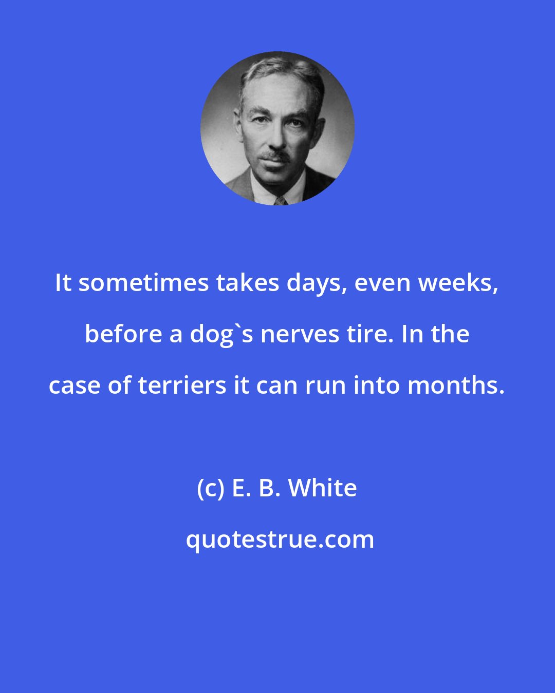 E. B. White: It sometimes takes days, even weeks, before a dog's nerves tire. In the case of terriers it can run into months.