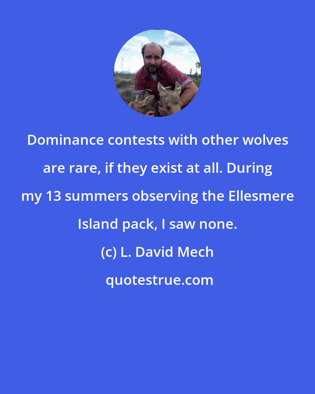 L. David Mech: Dominance contests with other wolves are rare, if they exist at all. During my 13 summers observing the Ellesmere Island pack, I saw none.