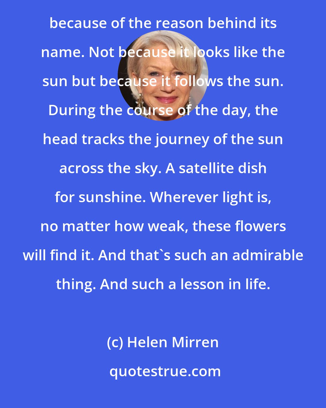 Helen Mirren: I don't think there's anything on this planet that more trumpets life that the sunflower. For me that's because of the reason behind its name. Not because it looks like the sun but because it follows the sun. During the course of the day, the head tracks the journey of the sun across the sky. A satellite dish for sunshine. Wherever light is, no matter how weak, these flowers will find it. And that's such an admirable thing. And such a lesson in life.