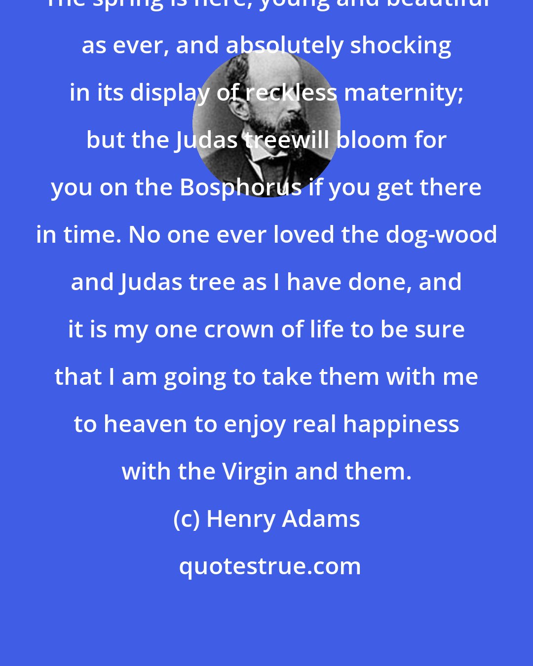 Henry Adams: The spring is here, young and beautiful as ever, and absolutely shocking in its display of reckless maternity; but the Judas treewill bloom for you on the Bosphorus if you get there in time. No one ever loved the dog-wood and Judas tree as I have done, and it is my one crown of life to be sure that I am going to take them with me to heaven to enjoy real happiness with the Virgin and them.