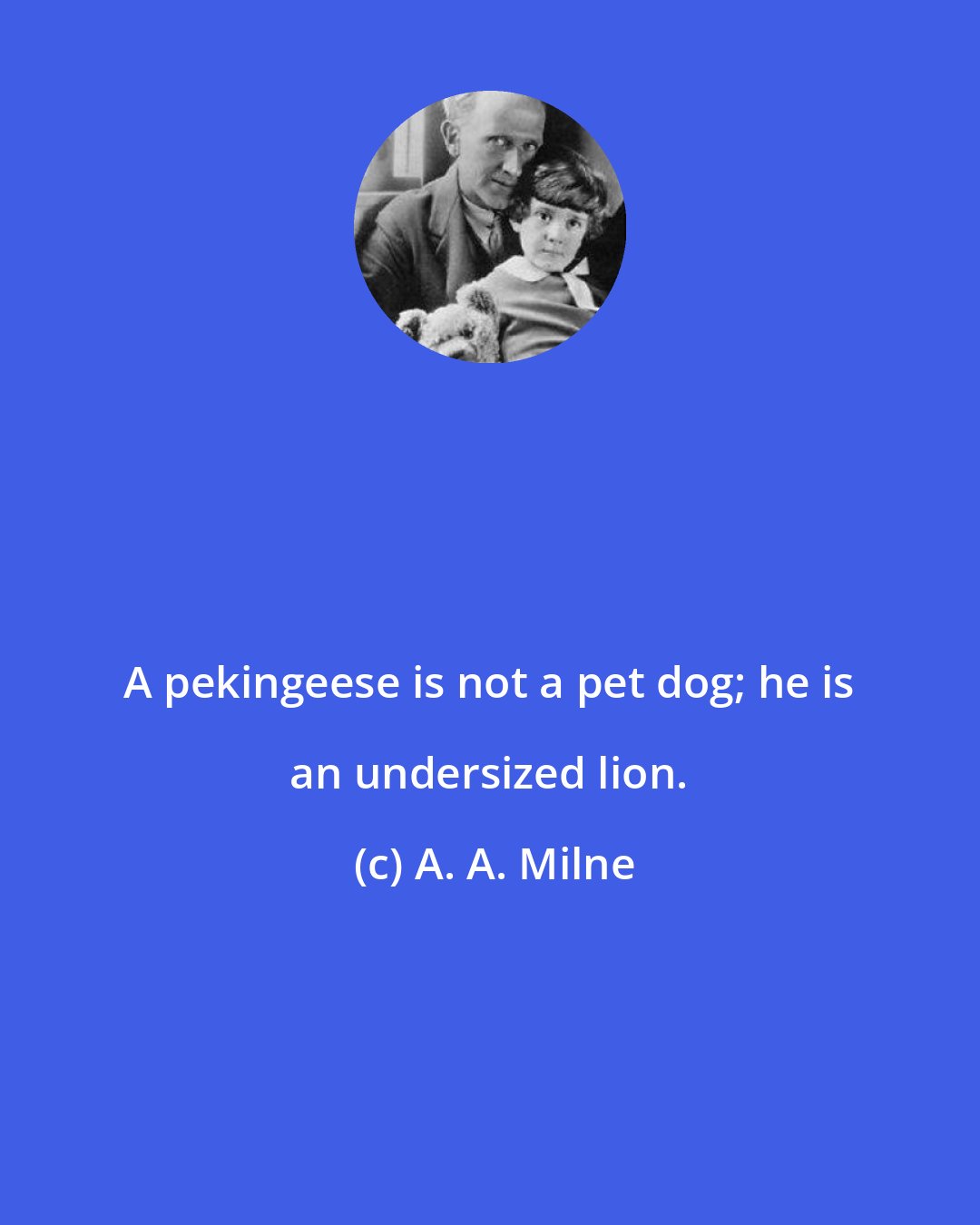 A. A. Milne: A pekingeese is not a pet dog; he is an undersized lion.