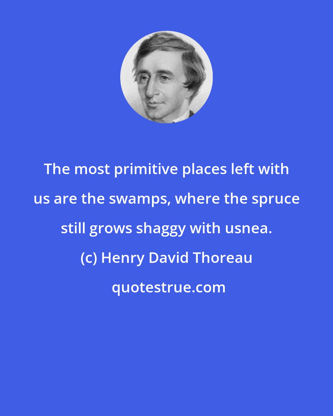 Henry David Thoreau: The most primitive places left with us are the swamps, where the spruce still grows shaggy with usnea.