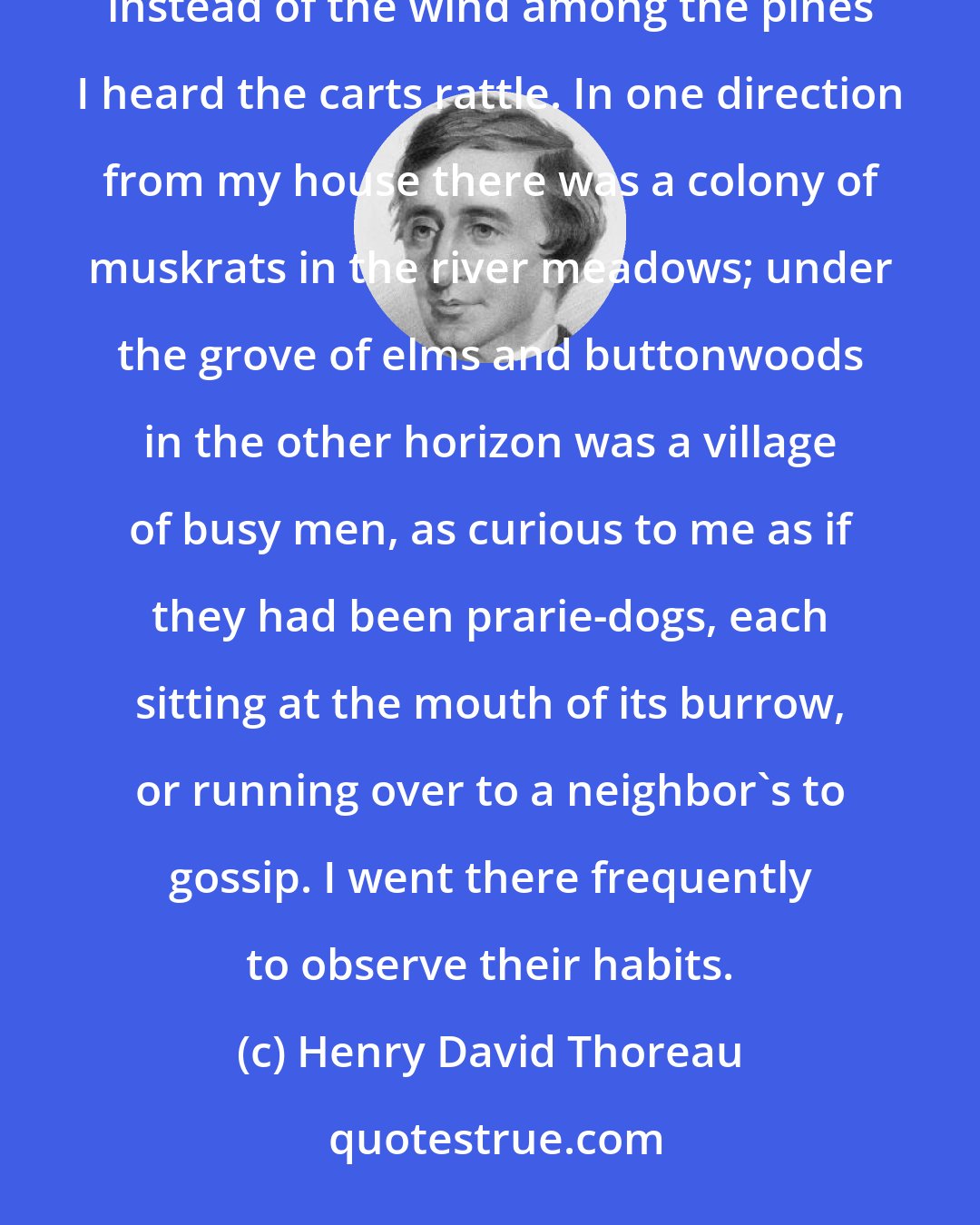 Henry David Thoreau: As I walked in the woods to see the birds and squirrels, so I walked in the village to see the men and boys; instead of the wind among the pines I heard the carts rattle. In one direction from my house there was a colony of muskrats in the river meadows; under the grove of elms and buttonwoods in the other horizon was a village of busy men, as curious to me as if they had been prarie-dogs, each sitting at the mouth of its burrow, or running over to a neighbor's to gossip. I went there frequently to observe their habits.