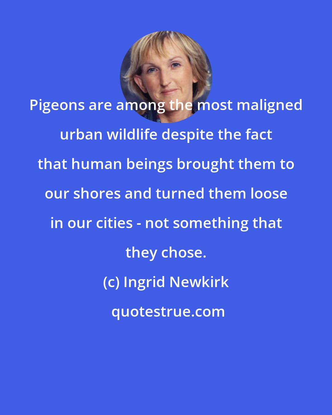 Ingrid Newkirk: Pigeons are among the most maligned urban wildlife despite the fact that human beings brought them to our shores and turned them loose in our cities - not something that they chose.