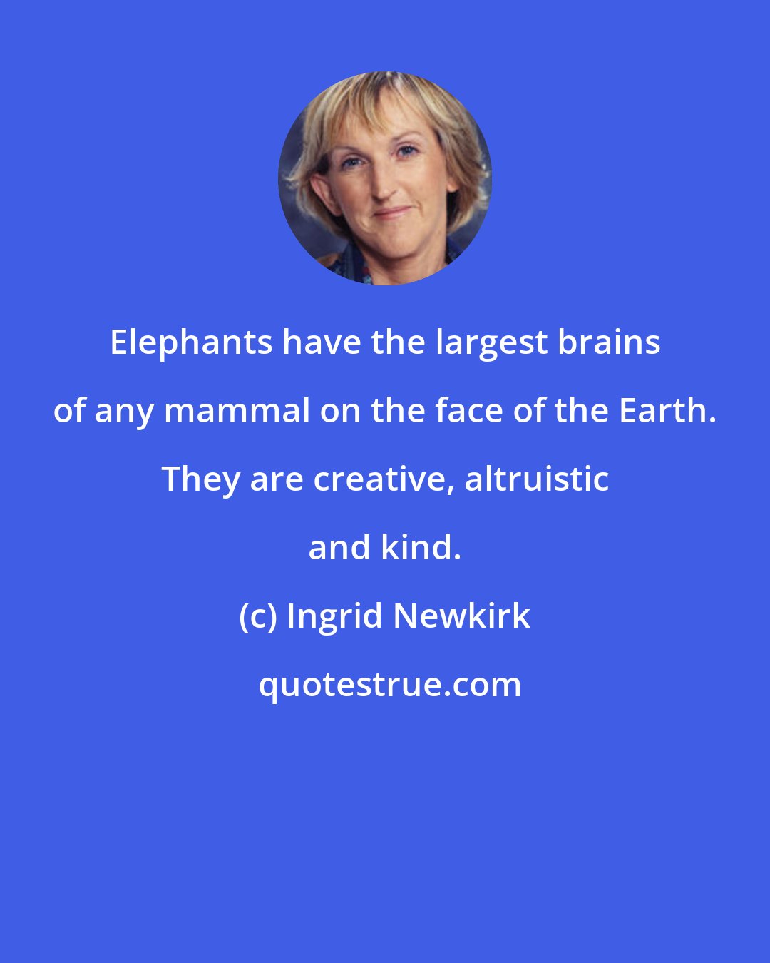 Ingrid Newkirk: Elephants have the largest brains of any mammal on the face of the Earth. They are creative, altruistic and kind.