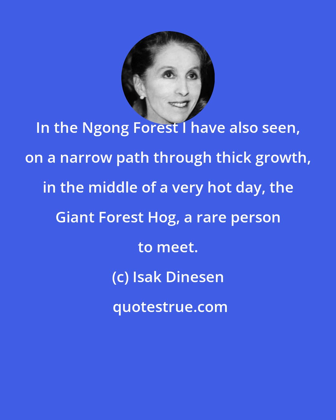 Isak Dinesen: In the Ngong Forest I have also seen, on a narrow path through thick growth, in the middle of a very hot day, the Giant Forest Hog, a rare person to meet.