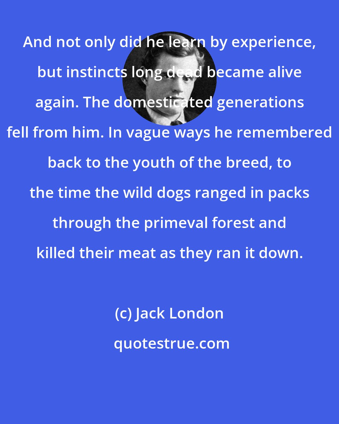 Jack London: And not only did he learn by experience, but instincts long dead became alive again. The domesticated generations fell from him. In vague ways he remembered back to the youth of the breed, to the time the wild dogs ranged in packs through the primeval forest and killed their meat as they ran it down.