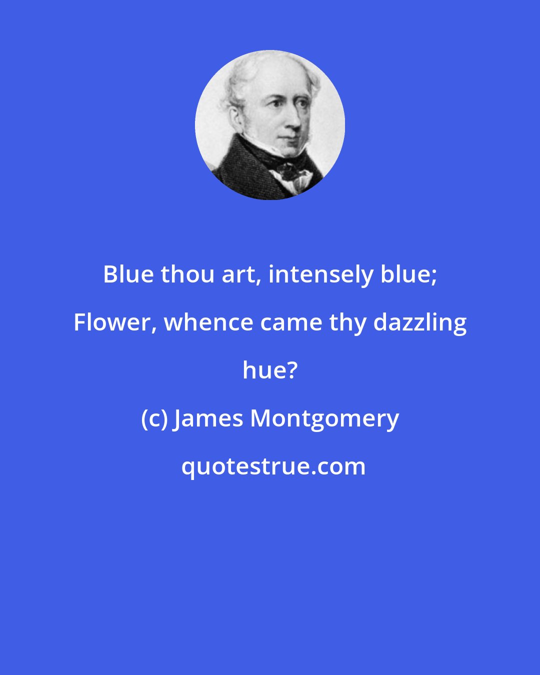 James Montgomery: Blue thou art, intensely blue; Flower, whence came thy dazzling hue?