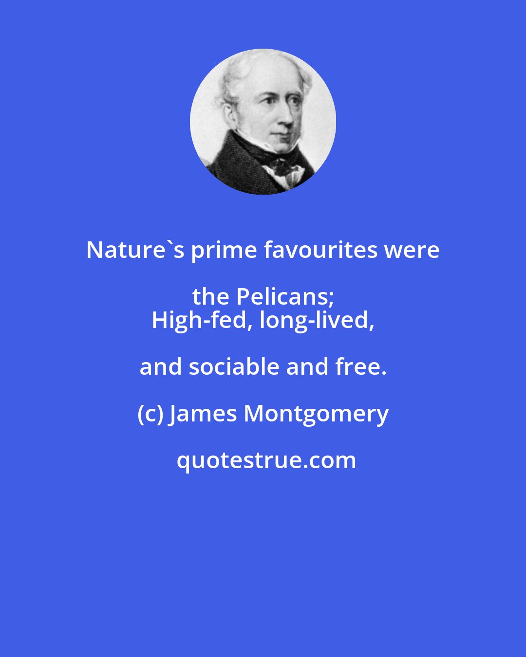 James Montgomery: Nature's prime favourites were the Pelicans; 
 High-fed, long-lived, and sociable and free.