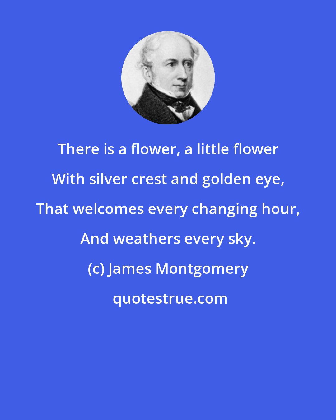 James Montgomery: There is a flower, a little flower With silver crest and golden eye, That welcomes every changing hour, And weathers every sky.