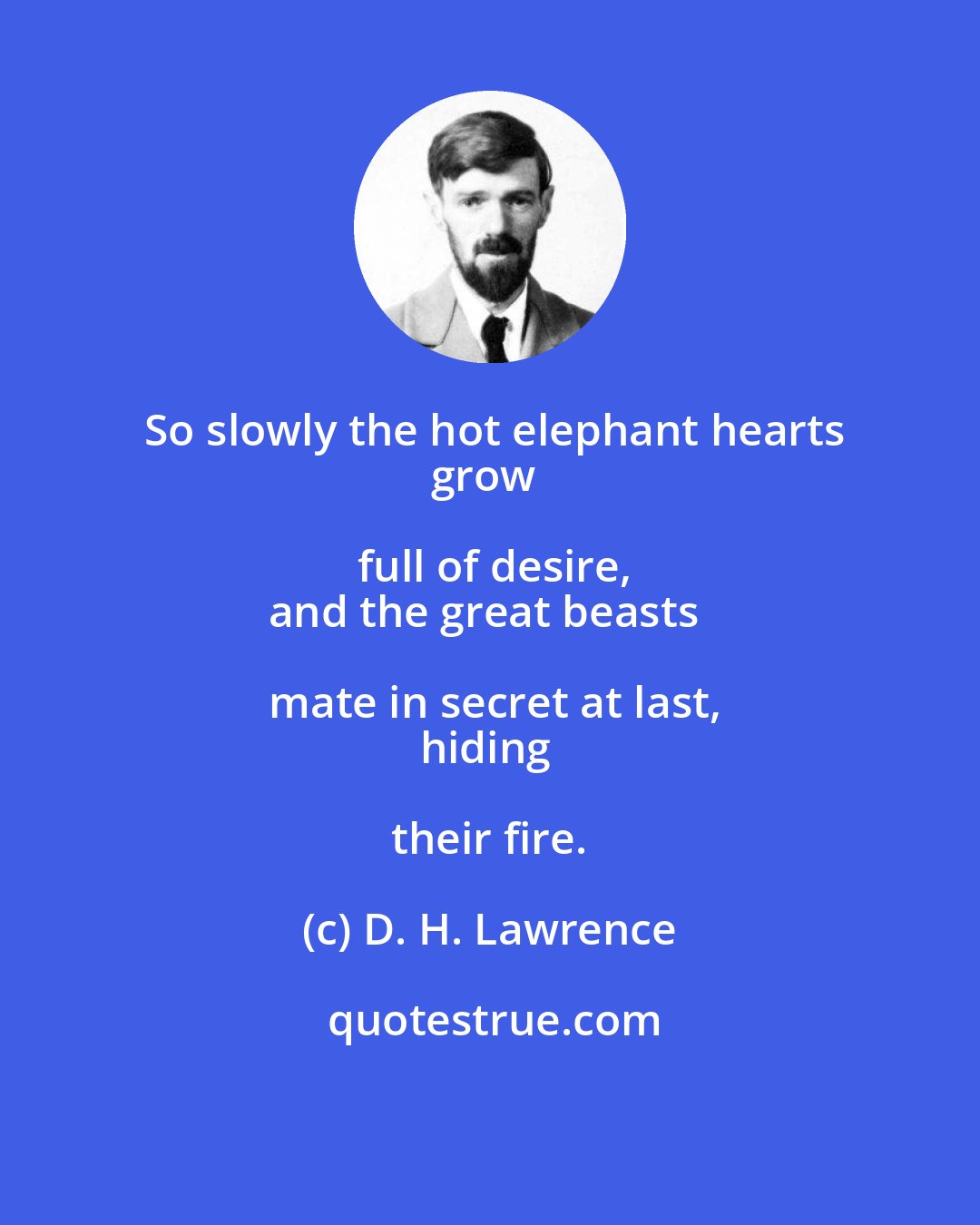 D. H. Lawrence: So slowly the hot elephant hearts
grow full of desire,
and the great beasts mate in secret at last,
hiding their fire.