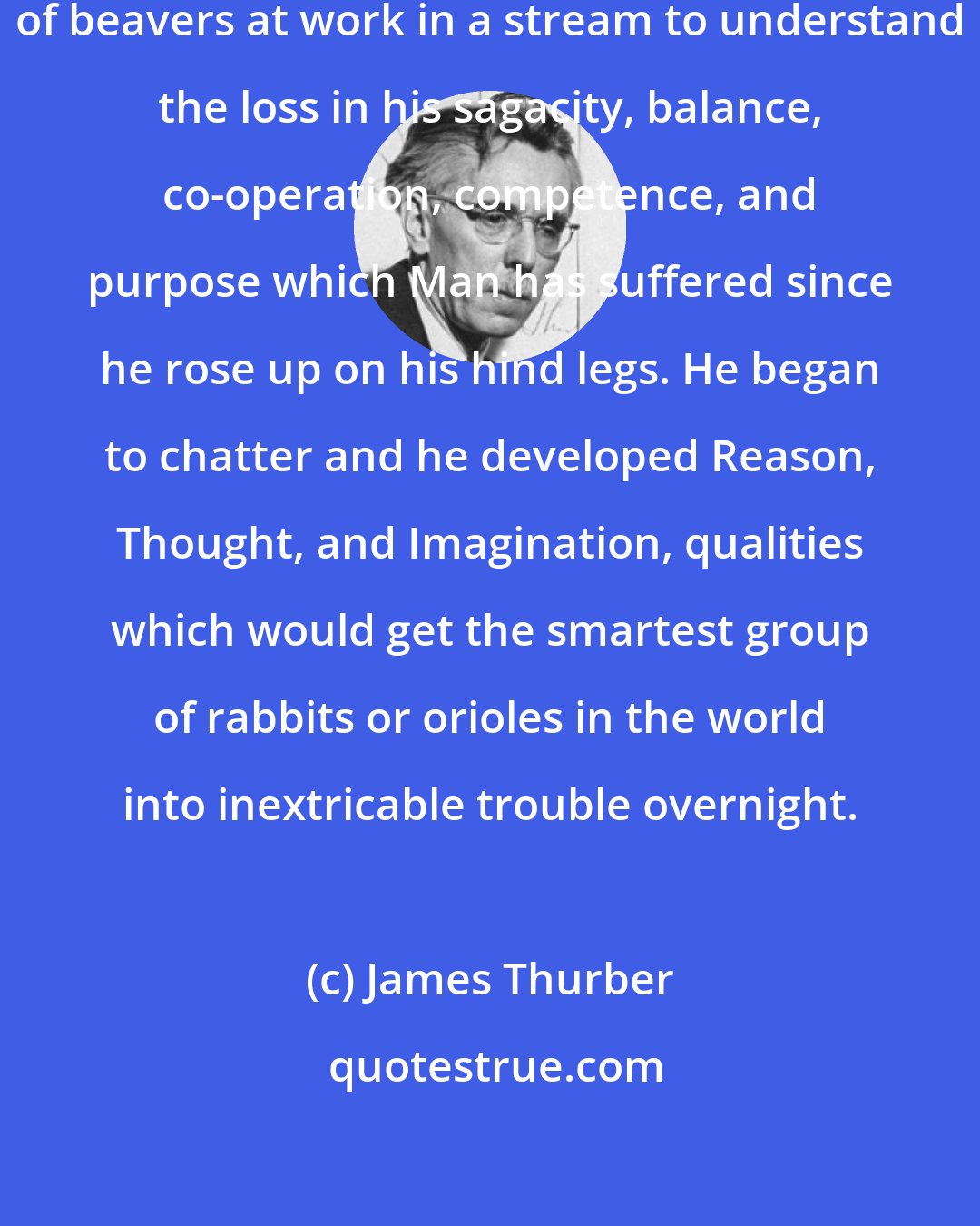 James Thurber: One has but to observe a community of beavers at work in a stream to understand the loss in his sagacity, balance, co-operation, competence, and purpose which Man has suffered since he rose up on his hind legs. He began to chatter and he developed Reason, Thought, and Imagination, qualities which would get the smartest group of rabbits or orioles in the world into inextricable trouble overnight.